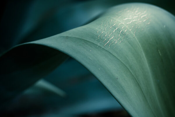 Divertikulitis natürlich behandeln Darmgesundheit und Ernährung