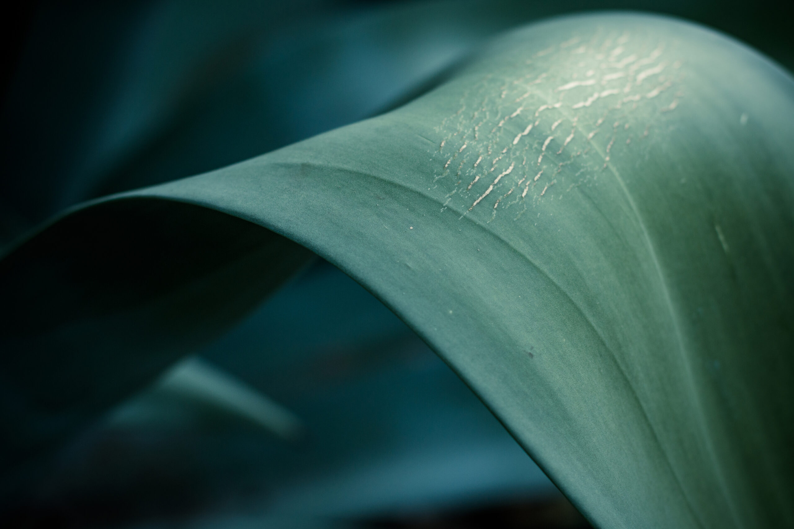 Divertikulitis und Divertikelkrankheit