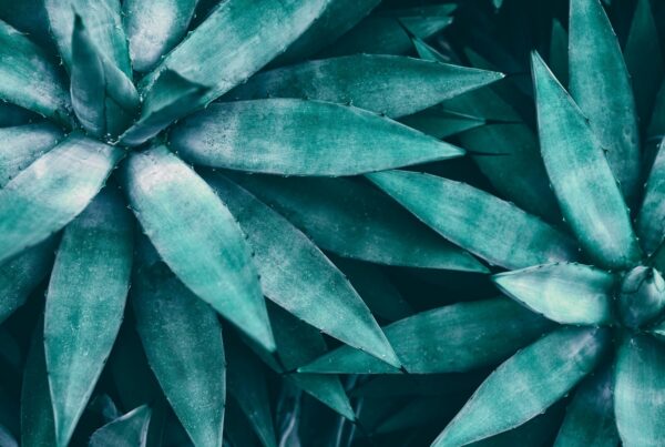 Morbus Crohn Naturheilkunde Leipzig